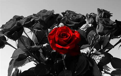 black rose background|black rose aesthetic wallpaper.